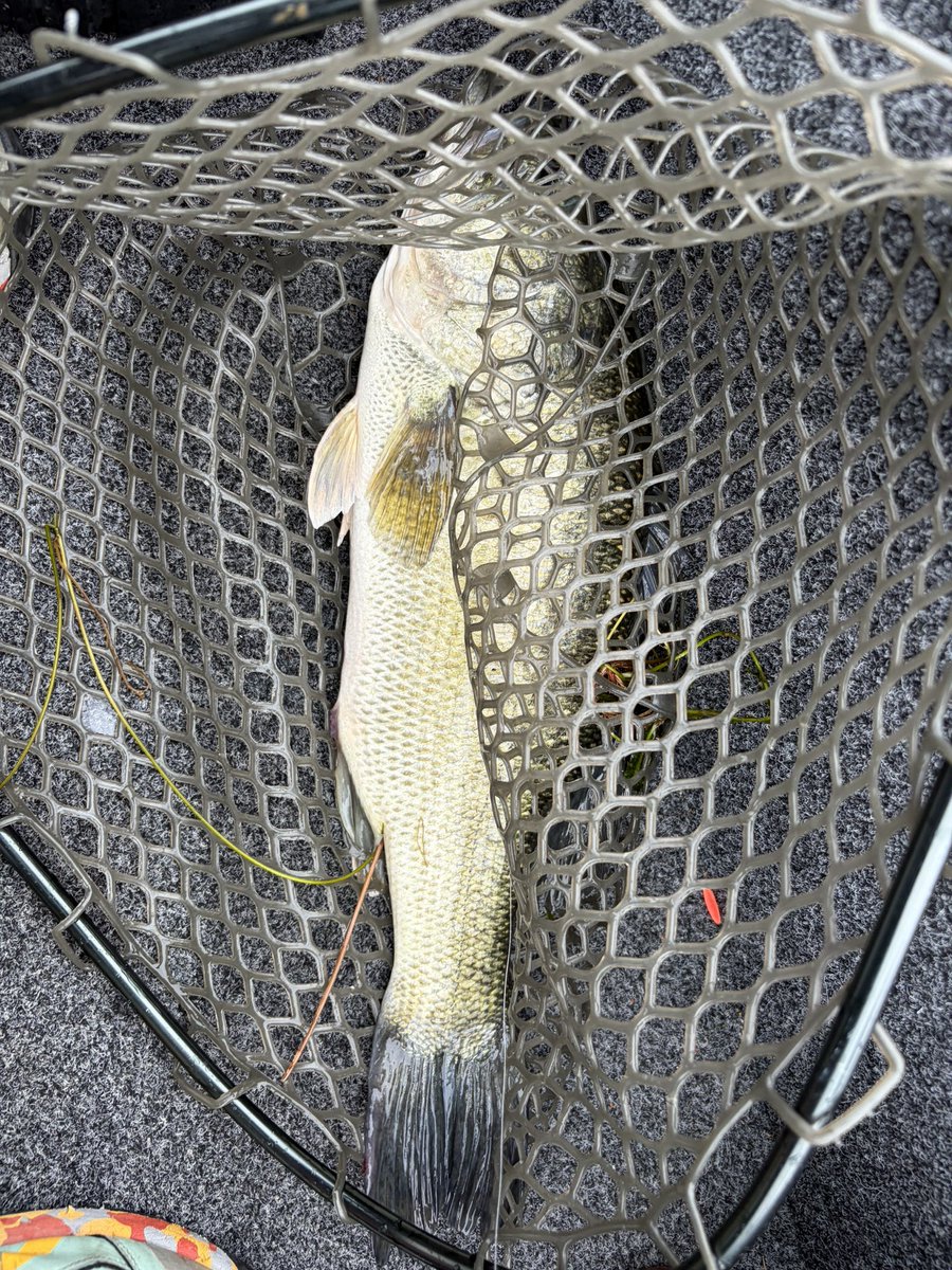 kabu16962000's tweet photo. 絶好調🙂🐟

青木大介のあのボール！！！

真似して、琵琶湖でも釣れた🐟

俺が琵琶湖の青木大介や！！

#絶対ちがう
#たまたまや
#ボールだけに https://t.co/dXkkdZRjrq