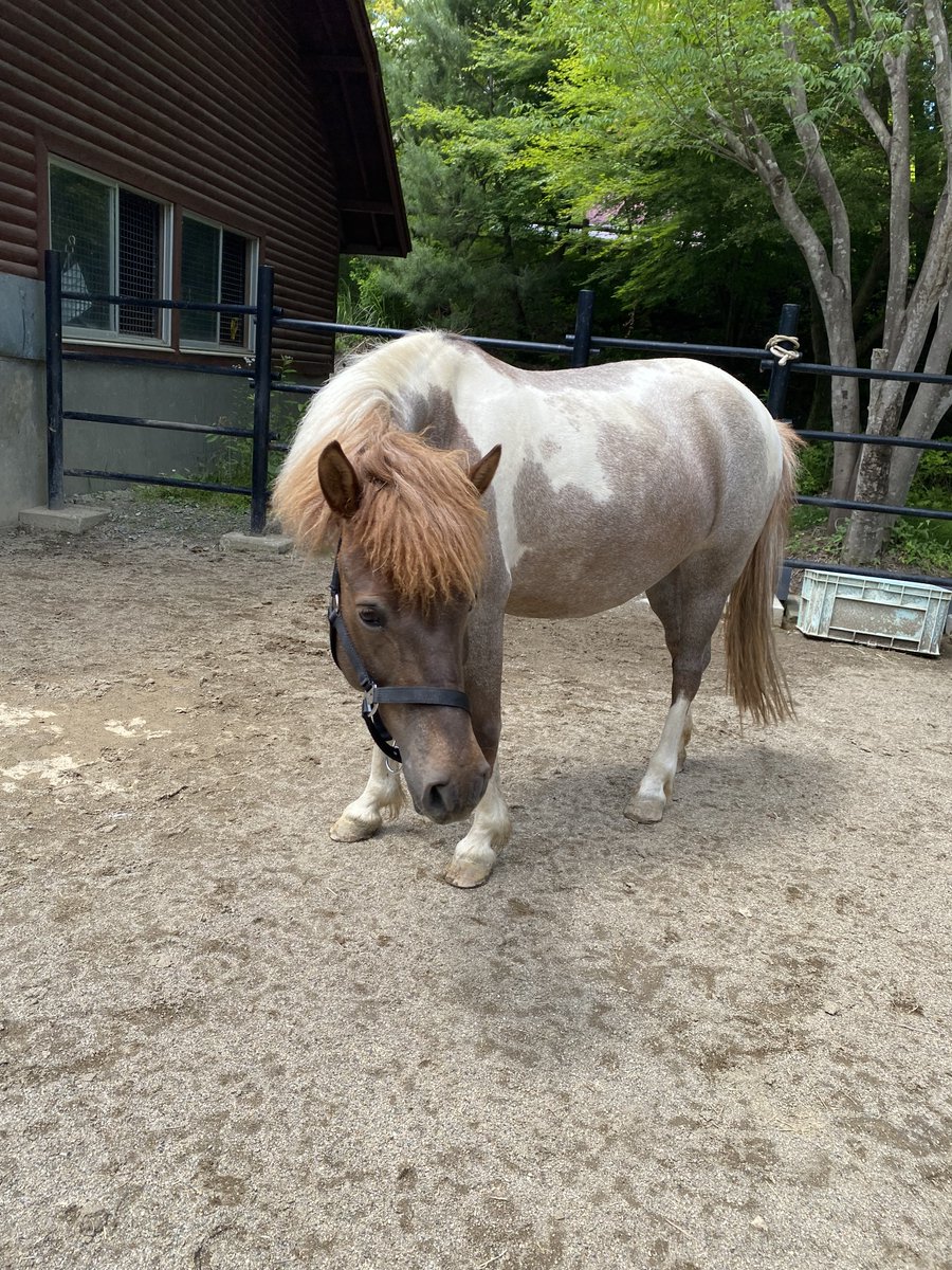 moriokazoo's tweet photo. Amazonほしい物リストから、ポニーのために頭絡を購入していただきました。頭絡はポニーの誘導や健康管理に必要不可欠です。早速ポニー達に着けてみました。みんな頭絡が綺麗になってとてもご機嫌な様子です！ご支援いただきありがとうございます！https://t.co/J3HDA0sYSs https://t.co/NY0H1Gol2B