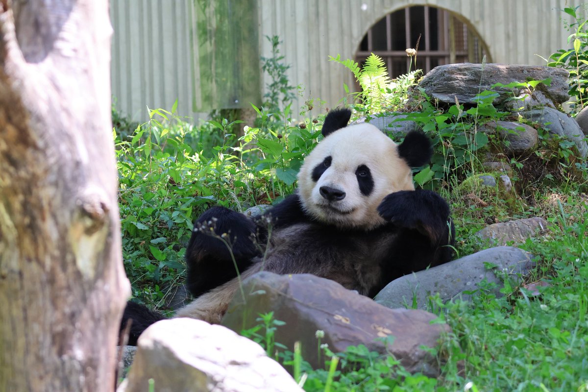 UENO_Info's tweet photo. リーリー父さん、かわいいver.🐼

ごろんごろ〜ん

撮影日：2026年7月2日

#リーリー #力力 #比力
#臥竜中華大熊猫苑神樹坪基地 https://t.co/5ksRdJFGNb
