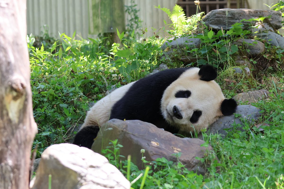 UENO_Info's tweet photo. リーリー父さん、かわいいver.🐼

ごろんごろ〜ん

撮影日：2026年7月2日

#リーリー #力力 #比力
#臥竜中華大熊猫苑神樹坪基地 https://t.co/5ksRdJFGNb