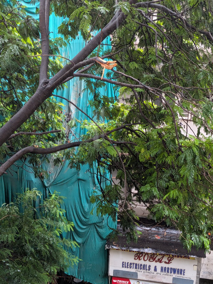 KMayurF's tweet photo. @mybmcWardA @mybmc @MumbaiPolice Thanks for registering the complaint and tagging each other, but no action was taken. The branch has now fallen onto the road. Two people narrowly escaped being hit. Fortunately, there were no casualties this time.
This could have been prevented. 
@mybmc @mybmcWardA https://t.co/YVMYDMMzQq