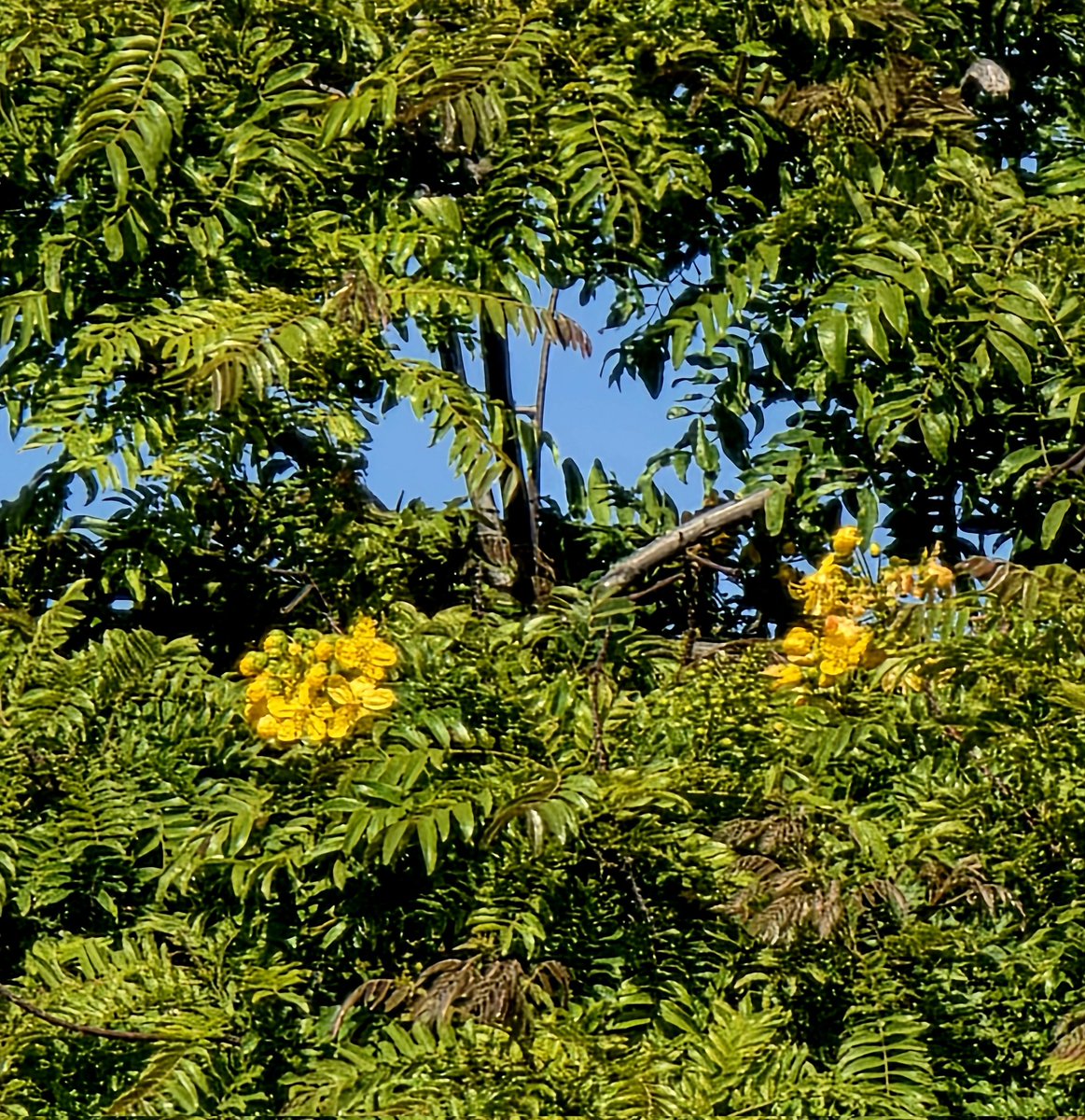 QMconnections's tweet photo. West Coast #SundayYellow https://t.co/K3rAHpkwaZ