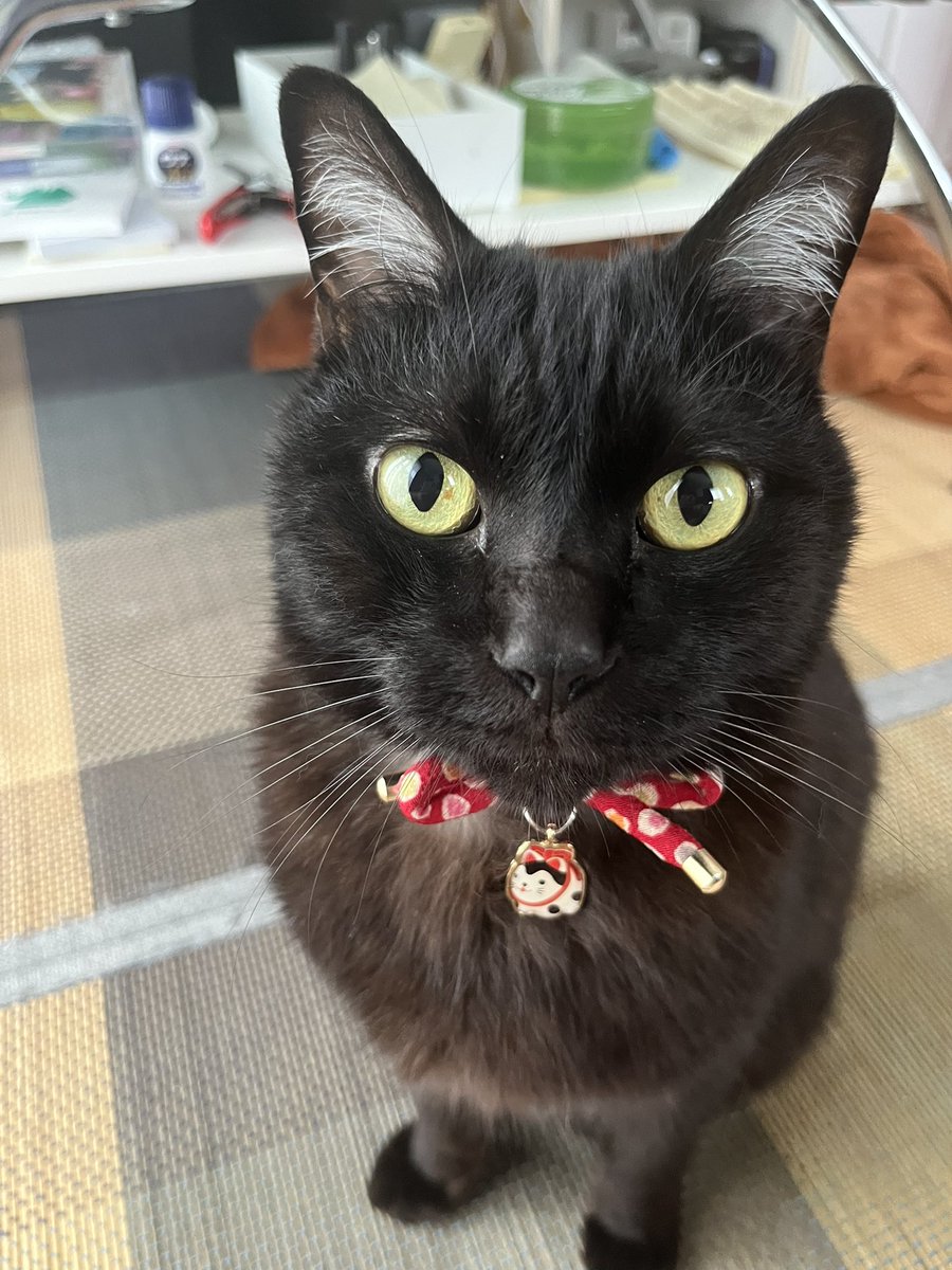 colobockle87's tweet photo. 今日は静かにご飯を待てます #猫 #黒猫 #ねこかわいいね https://t.co/82mxzHOUl5