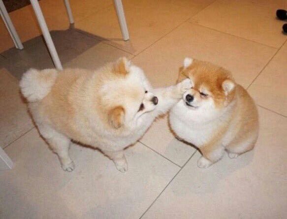pseudo_puppy's tweet photo. paws into ur fucking fucking fucking fresking fucking fuckity fuck fucking eyes https://t.co/qcr8dfyzqE