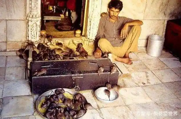 yuncao51's tweet photo. @Kiyotaka68853 @AmbedkariteLM yeah Iknow, they can eat what you cannot. You urinate and defecate anywhere, polluting everywhere with your filth. The term "cancer of the Indian subcontinent" is precisely what you Dalits represent https://t.co/sVpvyH6Dbt