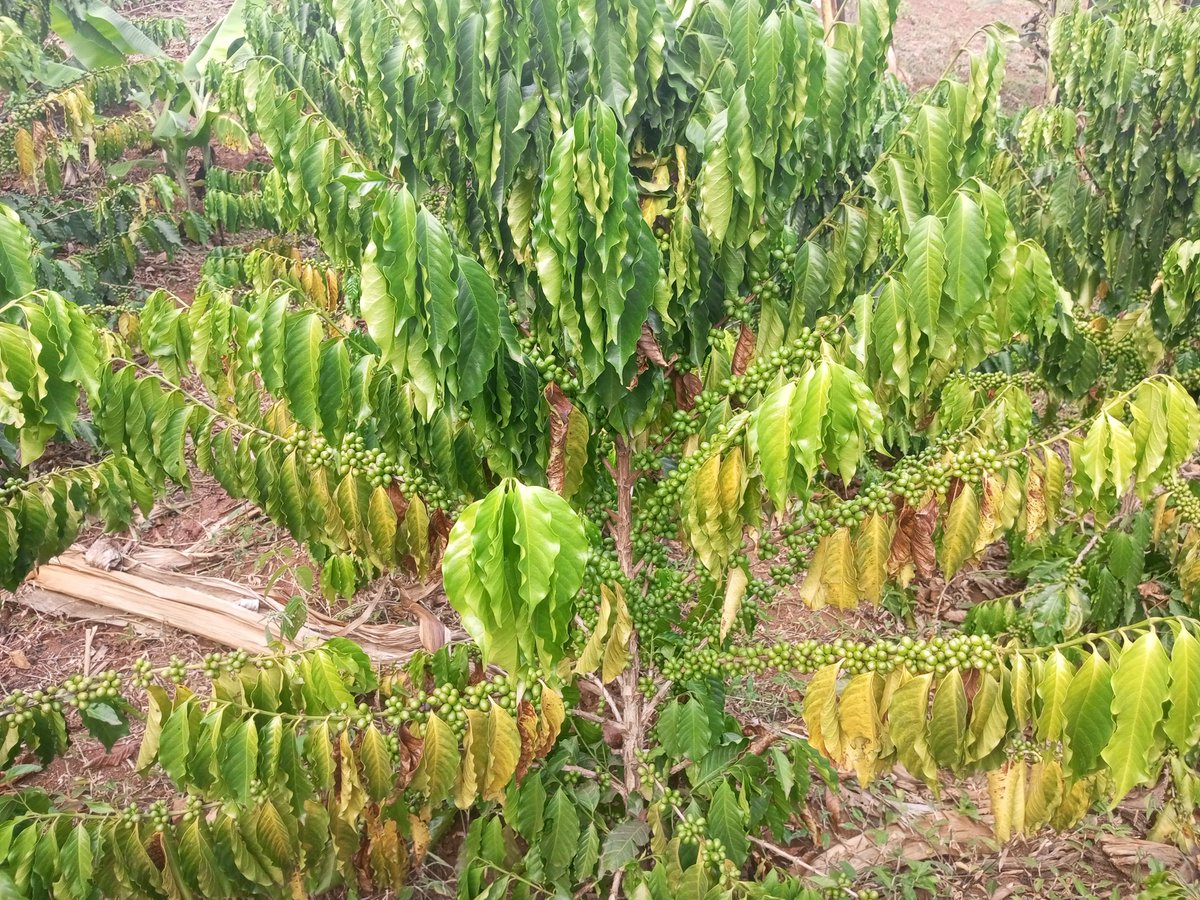 Emmaokethwen's tweet photo. The sunshine continues to hit harder than ever. The plants are too stress. They're dropping cherries and shedding leaves as they are into survival mode. https://t.co/SUoVs2URu4