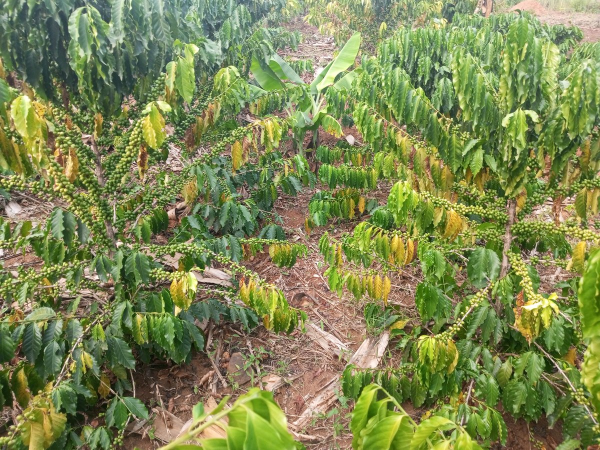 Emmaokethwen's tweet photo. The sunshine continues to hit harder than ever. The plants are too stress. They're dropping cherries and shedding leaves as they are into survival mode. https://t.co/SUoVs2URu4