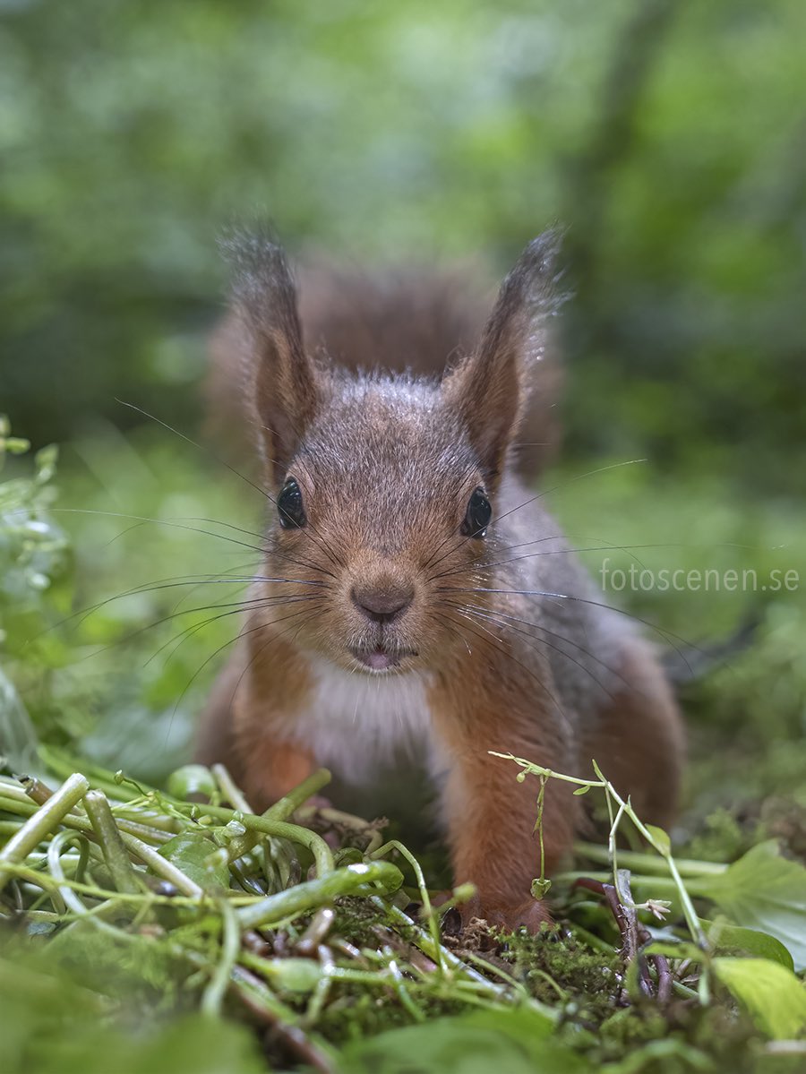Squirrels by Fotoscenen tweet media