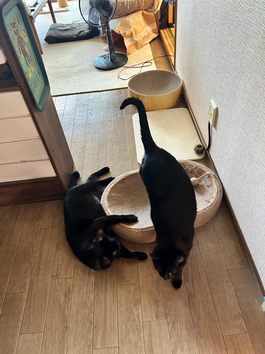 milasione's tweet photo. 通してくださいお願いします...🥲 https://t.co/9ZQx0Ka0Xh