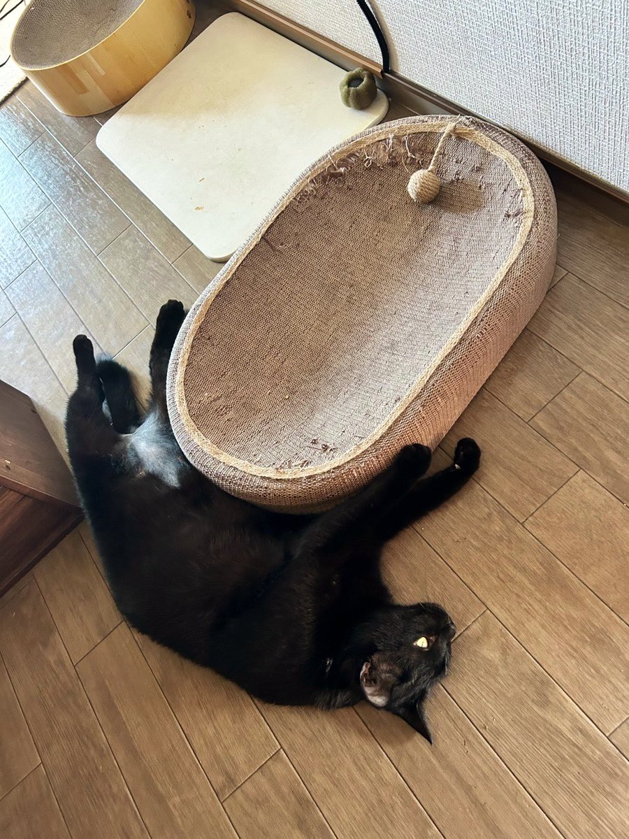 milasione's tweet photo. 通してくださいお願いします...🥲 https://t.co/9ZQx0Ka0Xh