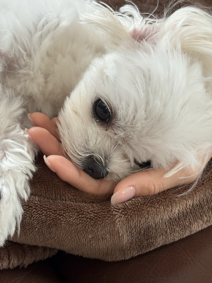 ej32_s's tweet photo. ☁️🐶 https://t.co/IdCzDyz4Db