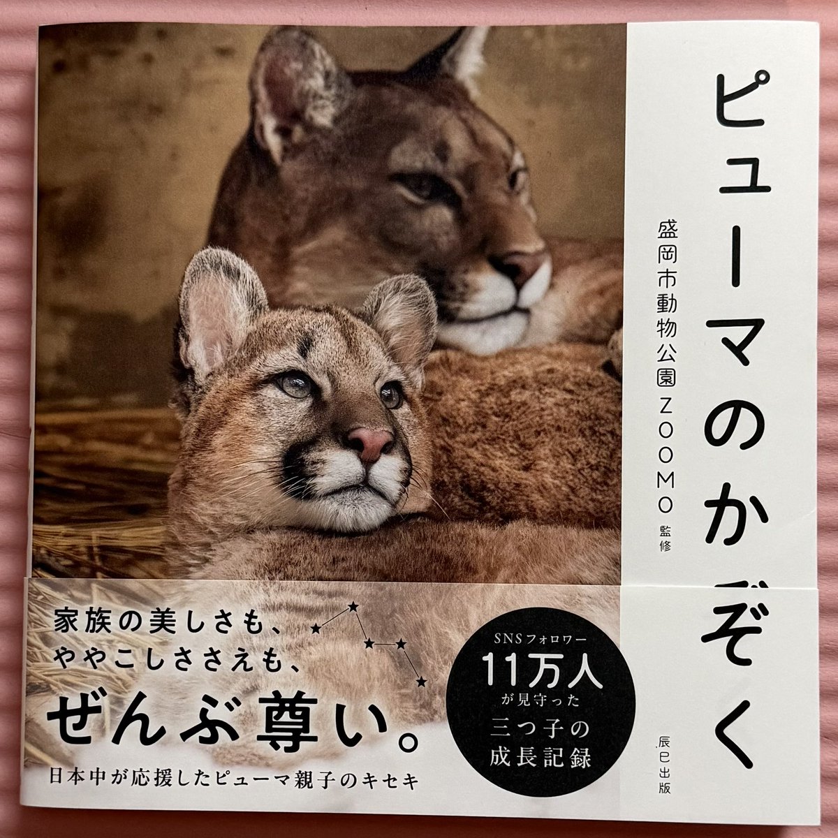 AAAchappy's tweet photo. お姉様方からのプレゼント🎁
ありがとうございます
😻😻😻
ラム〜っ　いやちょっと違うな😅
#ヒョウのバンダナ
#ピューマのかぞく https://t.co/weGclYU0LA