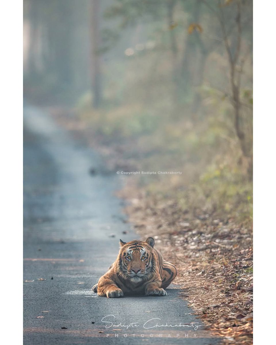 sudiptaimages's tweet photo. On Road
📸 What would be your reaction if you encountered this king of the forest on your journey?
Follow my works @
Facebook :
https://t.co/XgpJmdQO95
Instagram :
https://t.co/98tdGYj7td
Please visit : https://t.co/rckImS1I9O
#Tiger #MaleTiger #BigCat #WildlifePhotography https://t.co/db2d4xksVh