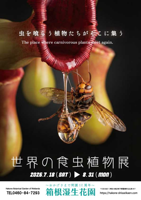 shisseikaen's tweet photo. 今年もやります！食虫植物展！
#箱根 #仙石原 #箱根湿生花園 #食虫植物 https://t.co/EyN5ZiSLoN