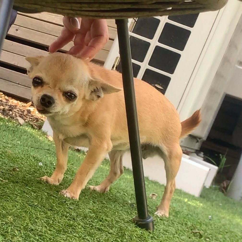 vigipets's tweet photo. 🟠 🐶 Chien perdu le 03/07/2026 à Carrières-Sur-Seine (78420).
Race : Chihuahua / Âge : 4 an(s)
Pixie / Femelle / Identifié(e) : Non

☎️ 0604416046
📧 slye95100@gmail.com

#chienperdu #chientrouve #chien #perdu #trouve https://t.co/hHjq8DOuVw