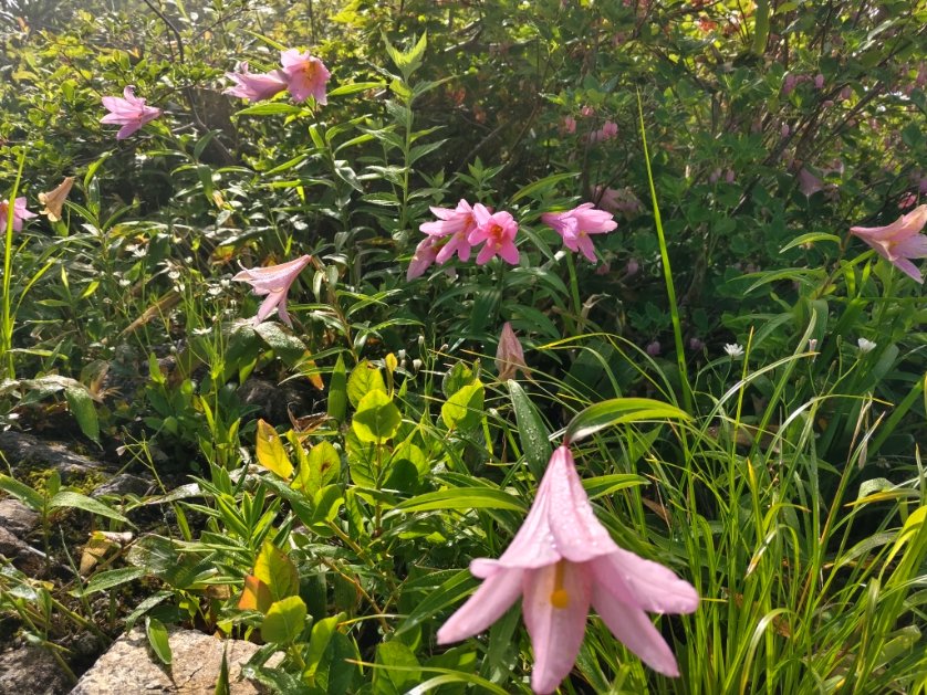 CorgiFireweed's tweet photo. 行って来ました朝日連峰　大朝日岳

ゼブラ模様に間に合って嬉しい！
以東岳かっこいい(登ってません)

ヒメサユリが、稜線上に沢山咲きそよぎ、涼しくて最高でした。

山頂直下の雪渓が♥模様。
雪渓は３回程渡りました。
早朝から頑張った甲斐あったよ〜😉 https://t.co/aiUBL6erIR