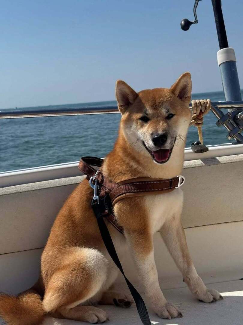 vigipets's tweet photo. 🟠 🐶 Chien perdu le 02/07/2026 à Quint-Fonsegrives (31130).
Race : Shiba-Inu / Âge : 9 mois
Baloo / Mâle / Identifié(e) : Oui

☎️ 0663846982
📧 emyborie31@icloud.com

#chienperdu #chientrouve #chien #perdu #trouve https://t.co/klURGkZG6C