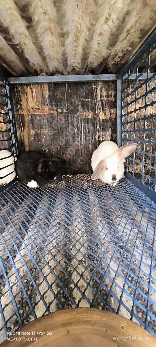 MeatDRabbit's tweet photo. 🐇 Looking for healthy, quality rabbits in Nairobi or Machakos?

Meat d' Rabbit offers premium rabbits for breeding and meat production at competitive prices.

📲 DM us or WhatsApp to order today and grow your rabbit farming venture!

#MeatDRabbit #RabbitFarming #RabbitsForSale https://t.co/zN9P59dnVr