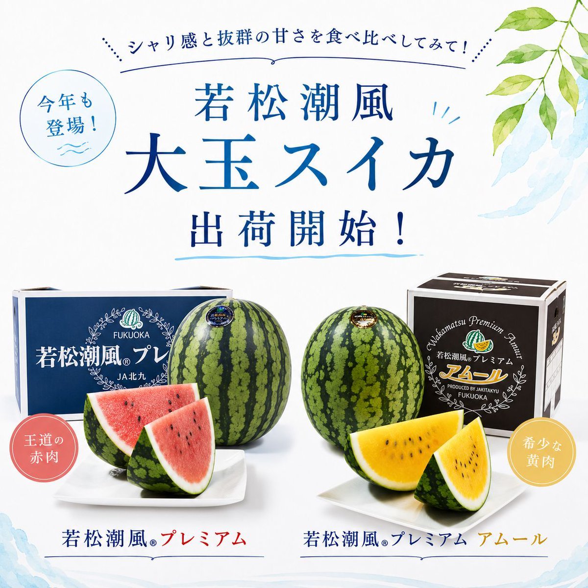 24時間以内に売れなければ300円！スイカ大✨手作り額付き作品　「タマの休日」 出荷開始！／ 若松のプレミアムなスイカ🍉 「若松潮風®ブランド」の