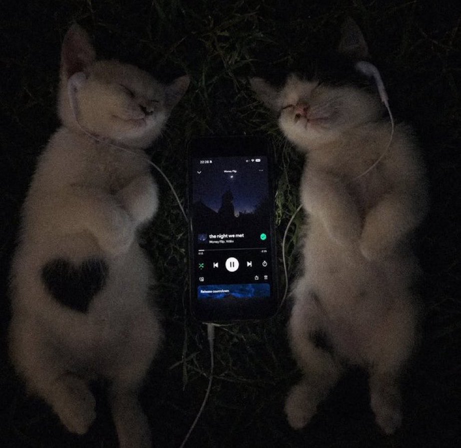 MyCuteCatPage's tweet photo. https://t.co/FaEQpWSJuM
