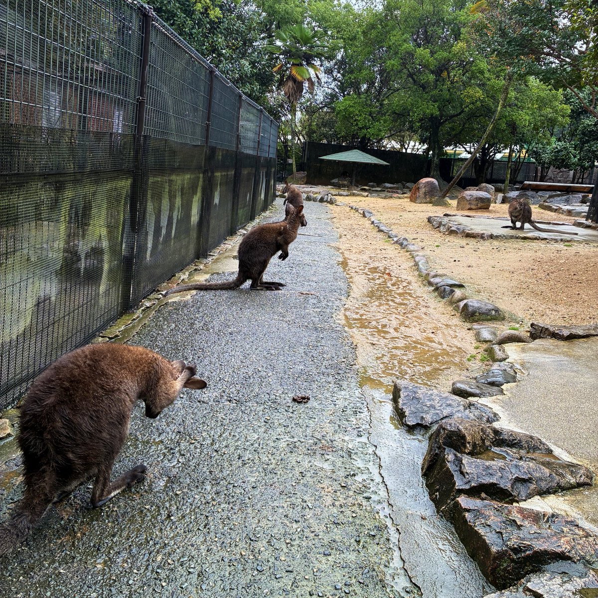 tkw_dmjn's tweet photo. 土砂降りで遊園地の乗り物は坂道のベルトコンベアしか乗れんかったけどサファリ行ったし大型犬とモルモトゥ撫でくりかませたから結果オーライ✌️
でも絶対来月リベンジする！！！！！！！！！ https://t.co/Dx5P5cNmIV