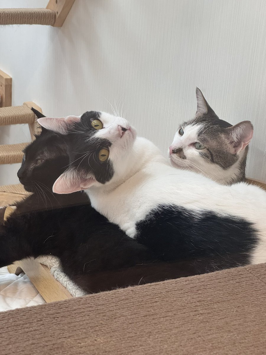 catcafe_link's tweet photo. 盛夏🌻仲良しメンズ♡ https://t.co/bIaveushua