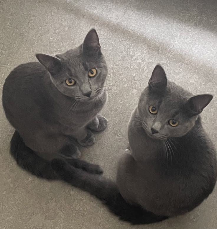 joel as cats 😾🎋 tweet media