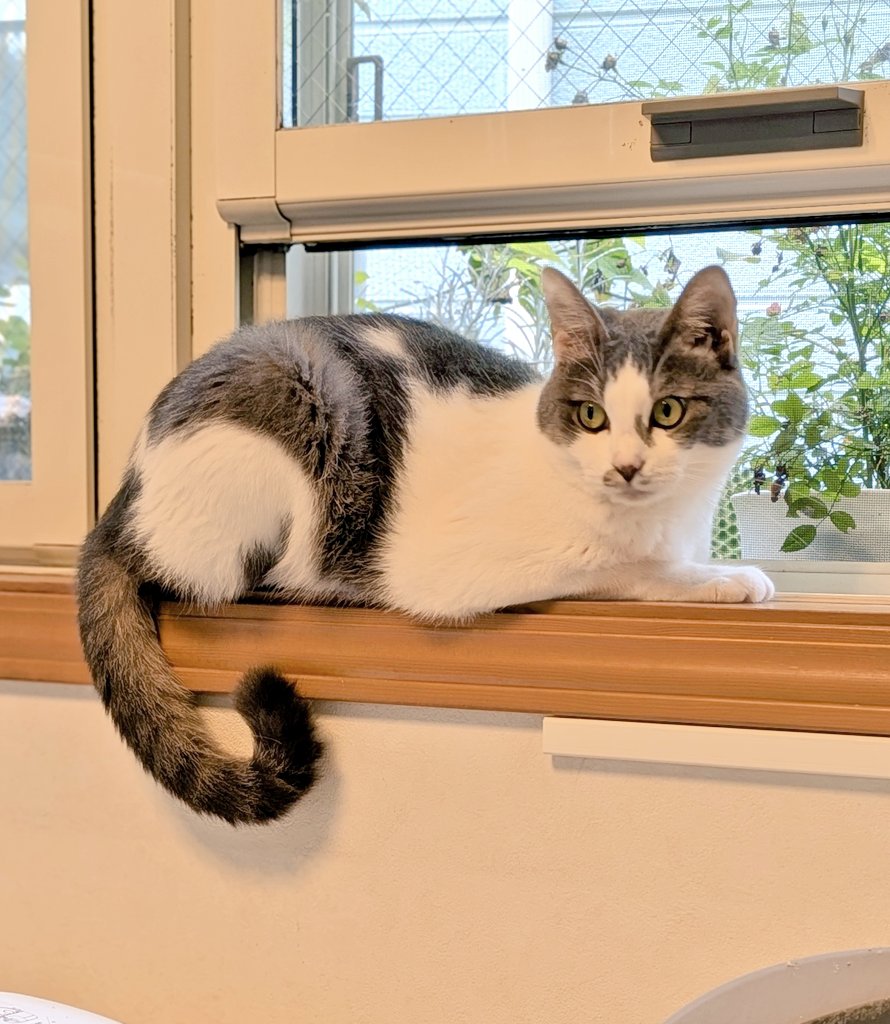 kimucoro1's tweet photo. ๅจใฎๅคขใกใใใงใ๐บ
โ#SakuraCat #EartippedCat #CatsOfJapan https://t.co/DBB57FVMKV