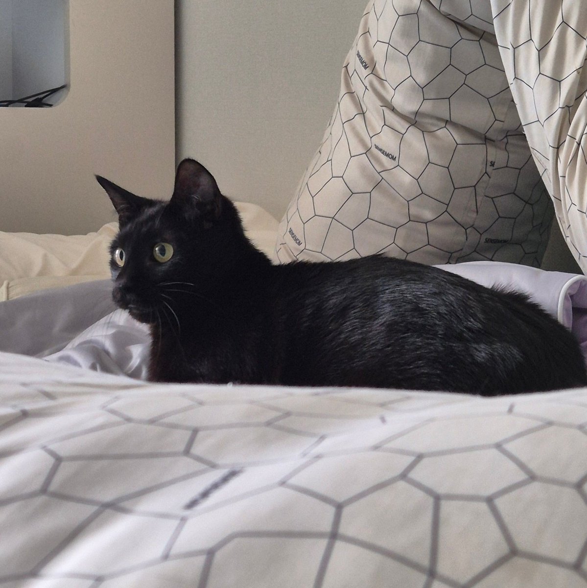 RATigerCAT's tweet photo. 지인이... 고양이 임보하다가
회사 동료가 입양하겠대서 기뻐했는데
하루만에 파양 선언..ㅋㅋ...................

참기름 바른 것 같이 윤기가 쟈르르 흐르는 김 고양이입니다
천사개냥이고요...
책임감 있게 깜고의 평생을 함께 해주실 집사 분 구합니다... https://t.co/G8Gm0KiT6y