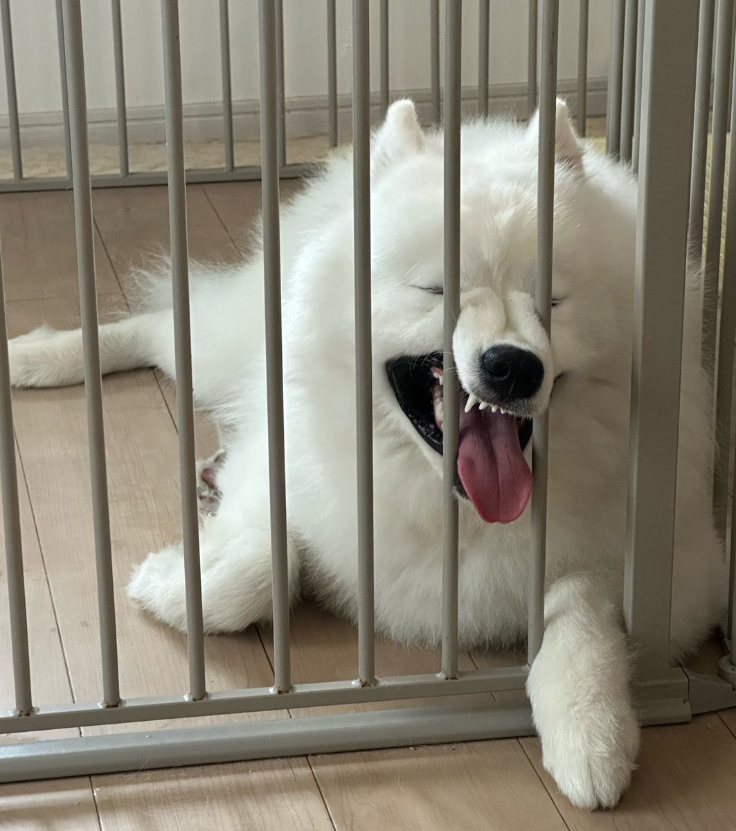 Nagiponpoko's tweet photo. 悪いことしたからケージに入れたら、外に出たすぎて妖怪になったサモエド https://t.co/lqZIcyIyQ0