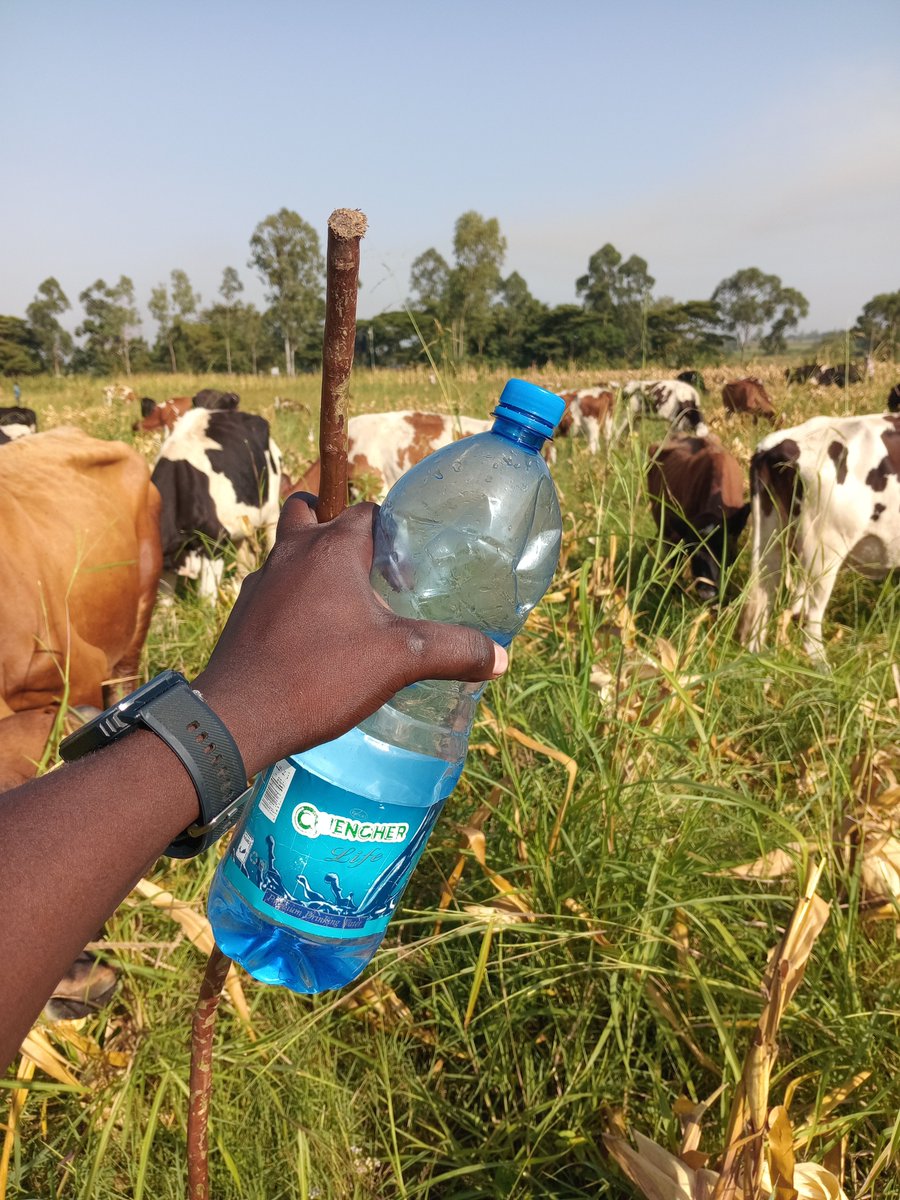 RealNate08's tweet photo. Ni masaa sa kuchunga ng'ombe .

Fellow unemployed mnamfanya nini? https://t.co/16wGpV9Lz3
