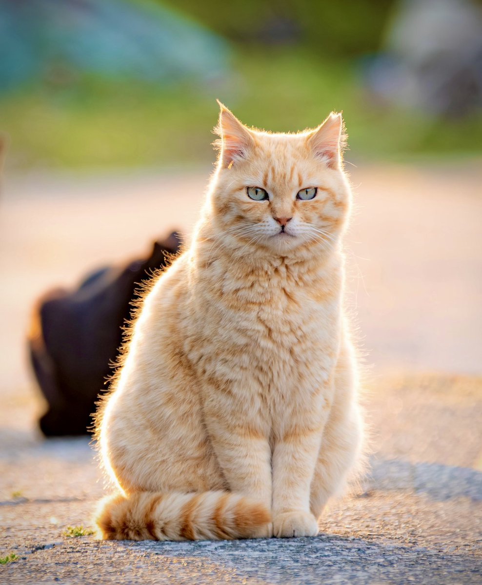 DailyCatsX's tweet photo. https://t.co/EMFfO9lr4F