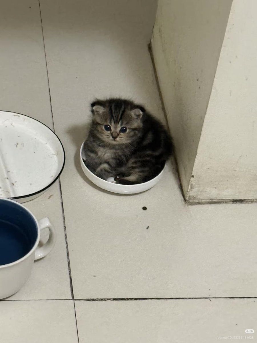 nocontextscats's tweet photo. smol chongky boi https://t.co/9wlS3lwJcF