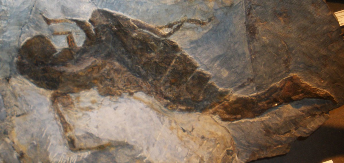 CRCpaleos's tweet photo. FÓSILES
Fósil de Jaekelopterus rhenaniae (artrópodo euriptérido del Devónico de Alemania) en una exposición paleontológica en Munich, Alemania 
📷Ghegoghedo, 2011
#Devonico https://t.co/bQT4fyeNSt