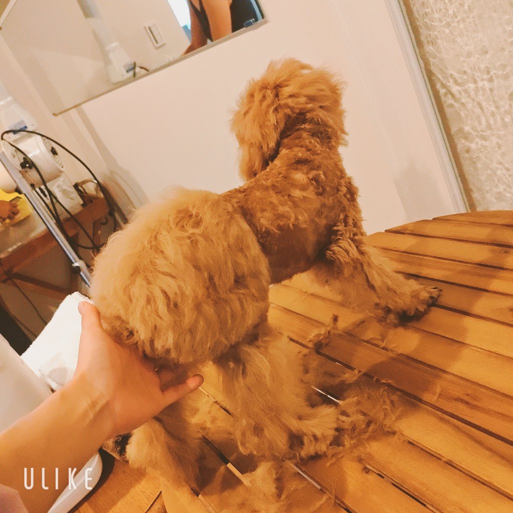 Rui__kyun's tweet photo. 生後4ヶ月
テンテン生まれて初めてのトリミング𝐃𝐚𝐲
シャンプーしてないけど笑

めっちゃ暴れるから大変だったわ https://t.co/bD5uOj9iyg