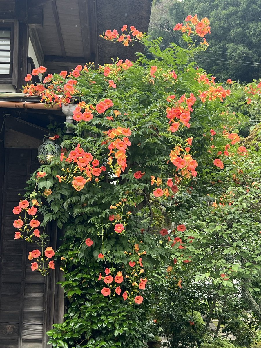 ee37251603's tweet photo. #海蔵寺　初めて来た🚗
#ノウゼンカズラ 見に🌺
綺麗でした😍
キキョウ、庭園の池のほとりのハンゲショウも見頃 https://t.co/OLj4iGC6T4
