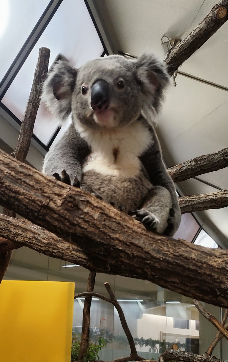 kanazawazoo317's tweet photo. 明日7月7日（火）は施設管理のためコアラの展示をお休みします。
皆様のご理解とご協力をお願いいたします。
#金沢動物園　#展示情報　#コアラ
#ポポロ　#たんぽぽ　#ハリー　#コロン https://t.co/PUI0nP23RP