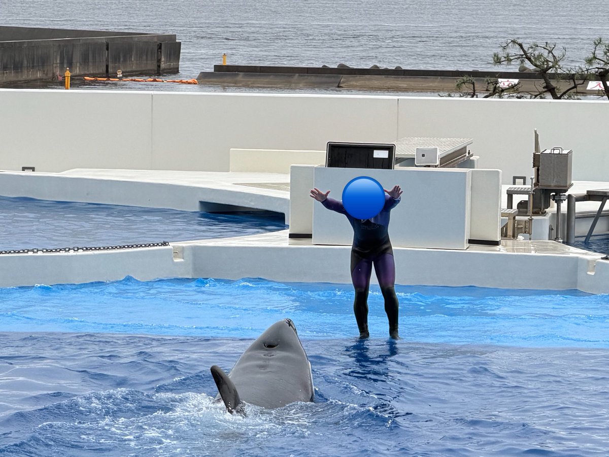 Taaaa19bf's tweet photo. 初めてシャチ見てきました！

子供の頃の夢は
獣医師
でも頭が悪くて諦めて
次の将来の夢は水族館の飼育員

でも、結局今は全く違うお仕事です😓
夢諦めなければよかった😩

シャチショーのお兄さんかっこよかった
もっこりも😏 https://t.co/VfqKAS6fQd