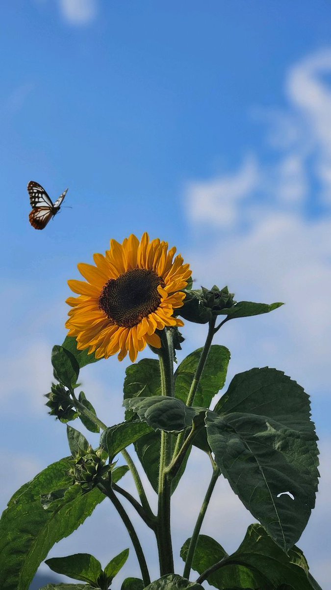 hanzalaethic's tweet photo. Sunflower 🌻 https://t.co/PbiVDV1YRp