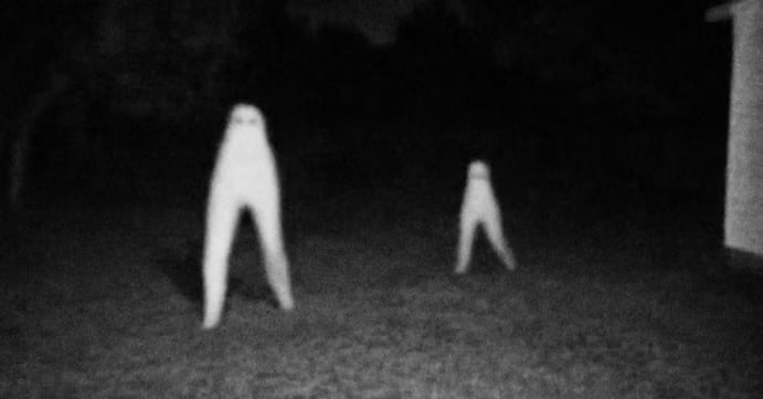TennasNewCable's tweet photo. shout out to my personal favorite cryptid: the fresno nightcrawler. if you search up "cryptid that looks like a pair of pants" this thing shows up. it looks bloody stupid. fucking living pair of trousers. outrageous https://t.co/vv7hx0SImf