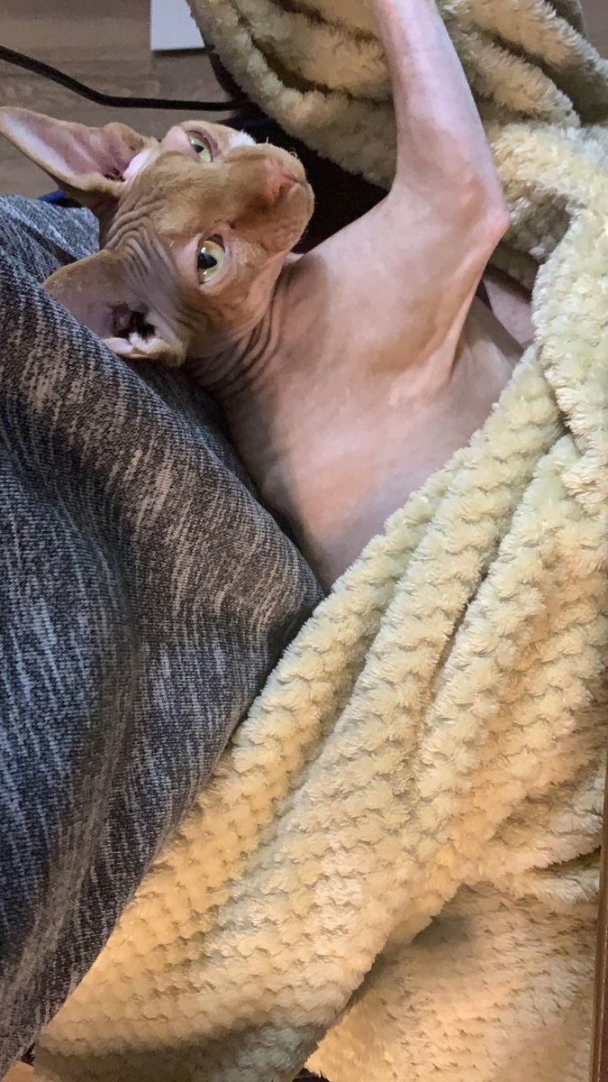 gohan303's tweet photo. @LeviRietveld Levi Rietveld's real marketing chief has four legs, whiskers, and his name is Oliver. 🐱💼

C66AcBKVYf1mYBtvaUhs3S26DcrmRaEKa42k6Lwcpump https://t.co/XrF736lksj