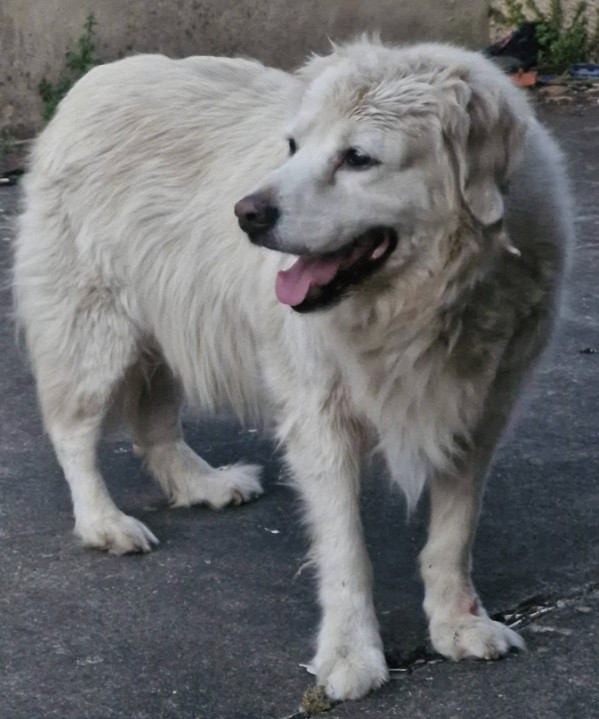 MissingTarn81's tweet photo. 06.07.26 Trouvé chien type croisé Retriever ou Patou à Saint Paul Cap de Joux (rond point direction Damiatte). Contact : https://t.co/JNQl96gZMr #Tarn https://t.co/6QPEssvB6i