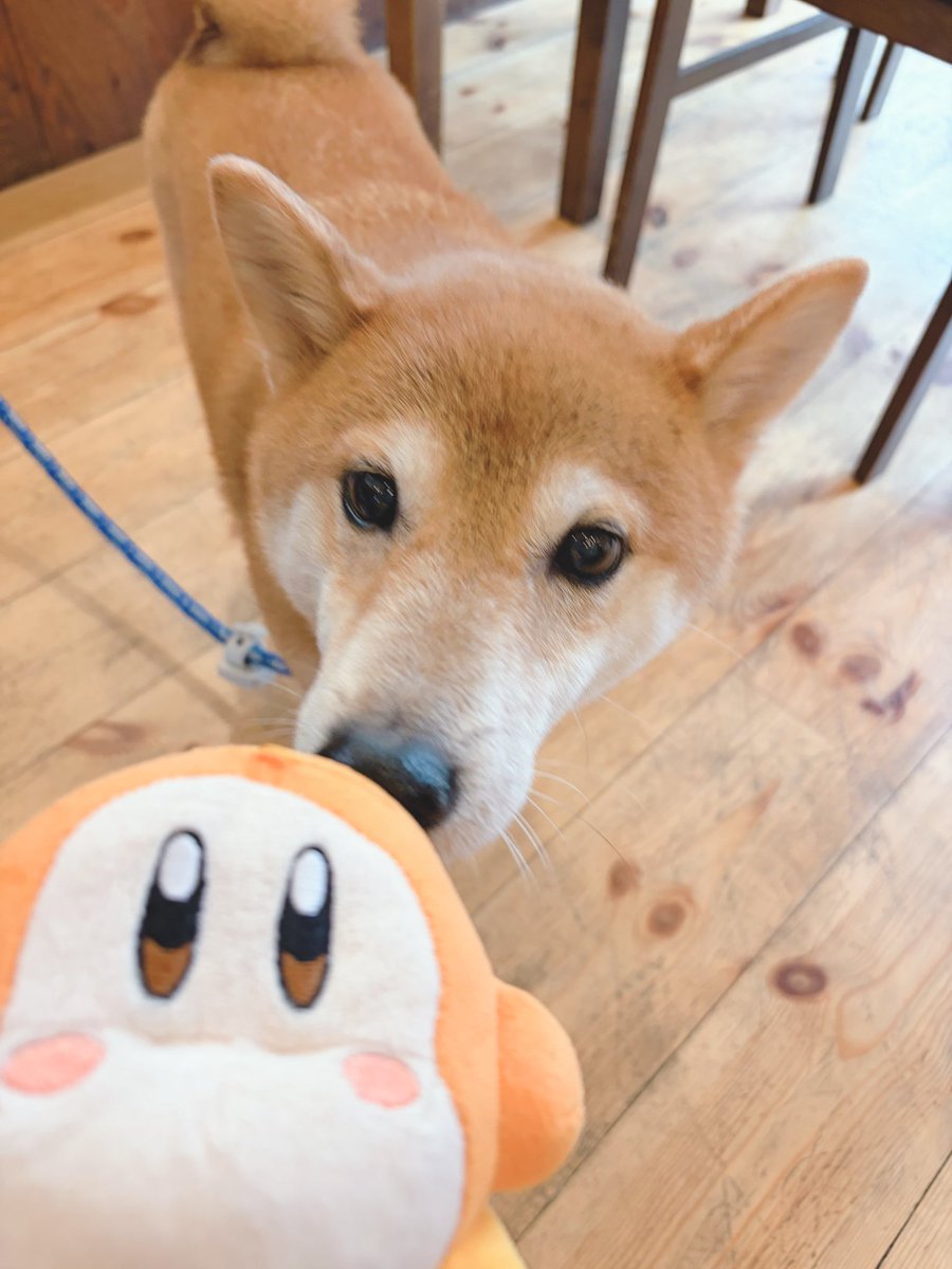 アサリ (@asari_poke) / Posts / X