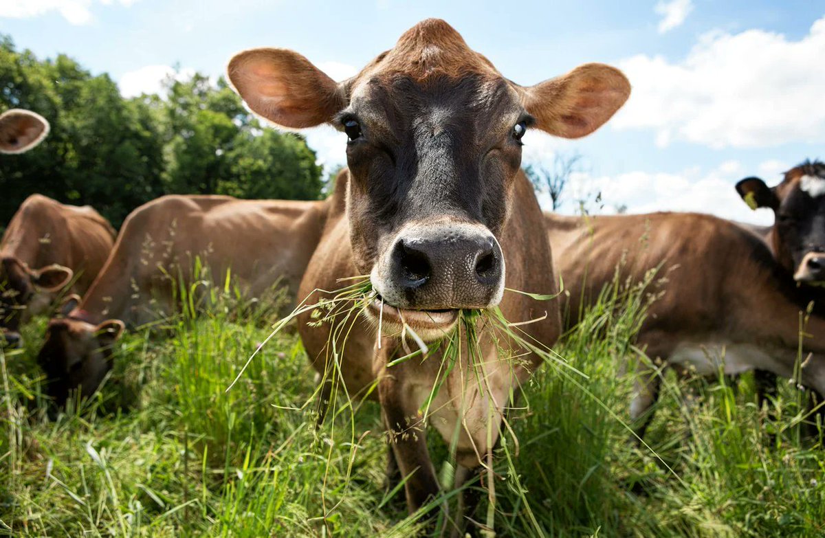SamaHoole's tweet photo. A cow cannot digest grass.

This sounds absurd, but it is true, and it is the most extraordinary thing about her. She makes no enzyme that can break down cellulose, the tough stuff a blade of grass is built from. Nothing with a backbone does.

So she does something stranger. She keeps a livestock herd of her own. Inside the first and largest chamber of her stomach, a warm sealed vat the size of a dustbin, live billions of bacteria, fungi and other microbes. She grows the grass, she chews it, she hands it to them, and they ferment it. They break the cellulose into fatty acids that feed her, and then she digests the microbes themselves for protein.

She is not really eating the grass. She is farming an invisible civilisation that eats the grass, and living off that.

No factory humans have built comes close to it. It walks around a field looking faintly bored.