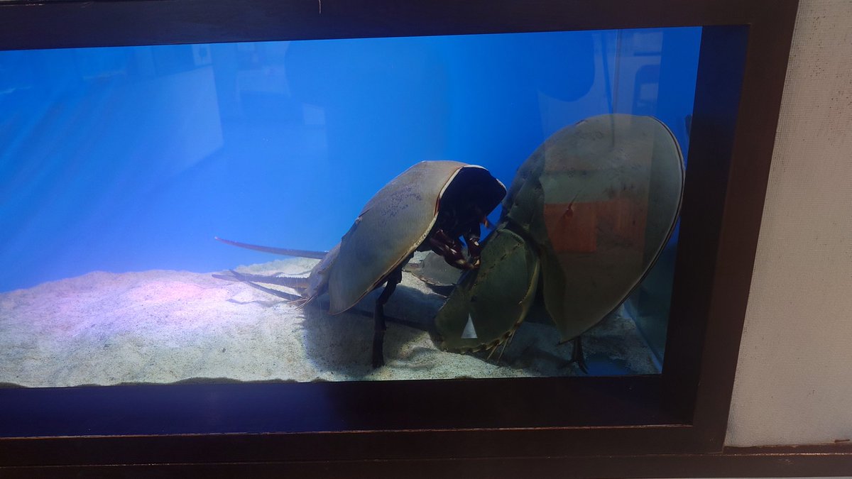 uhyo27x's tweet photo. 隣接するなぎさ水族館へ。
有料の中では日本一入館料が安いそうな
小さな水族館は展示を頑張ってて楽しい。 https://t.co/q3jnm1X9at