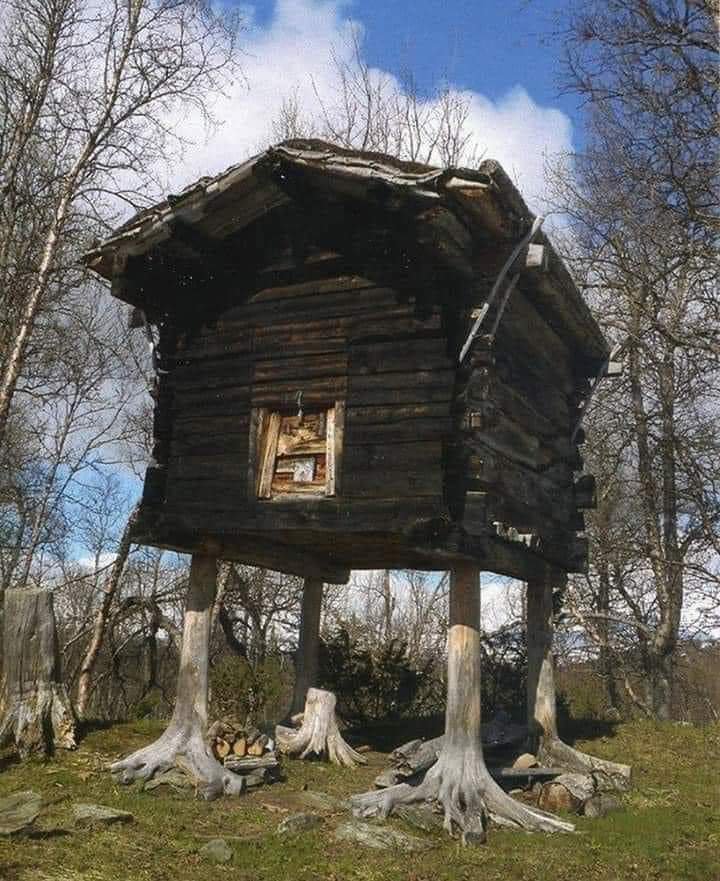 archeohistories's tweet photo. This home built on 'Chicken Legs' is one of the oldest buildings in Norway 🇳🇴

This strange house, built in the 18th Century CE, is one of the oldest buildings in Hattfjelldal municipality in Norland, Norway... 

Constructed on these tree stumps serving as the foundation and which somehow resemble chicken legs, it seems as if the house is about to walk away. In Norwegian it is called a "Stabbur". They were used to store food and other items off of the ground and away from animals.

Many people say the structure reminds them of Baba Yaga, an enigmatic or ambiguous character from Slavic folklore (one of a trio of sisters of the same name) who has two opposite roles. In some motifs she is described as a repulsive or ferocious-looking old woman who fries and eats children, while in others she is a nice old woman, who helps out the hero. She is often associated with forest wildlife. Her distinctive traits are flying around in a mortar, wielding a pestle, and dwelling deep in the forest in a hut standing on chicken legs.

Mussorgsky's 1874 suite Pictures at an Exhibition has a  movement titled "The Hut on Hen's Legs (Baba Yaga)". The rock adaptation of this piece recorded by English progressive rock band Emerson, Lake & Palmer includes a two-part track "The Hut of Baba Yaga", interrupted by "The Curse of Baba Yaga" (movements 8 to 10).  Animated segments telling the story of Baba Yaga were used in 2014 documentary 'The Vanquishing of the Witch Baba Yaga', directed by American filmmaker Jessica Oreck. GennaRose Nethercott's first novel, Thistlefoot, "reimagines Baba Yaga as a Jewish woman living in an Eastern European  shtetl in 1919, during a time of civil war and pogroms." Sophie Anderson's book The House With Chicken Legs, which received various accolades, features Marinka, the granddaughter of Baba Yaga. Here "Yaga" is not a name, but a title for the guardian who guides the dead into the afterlife and Marinka is being trained for this role. Yagas are reimagined as kind and benevolent.

#archaeohistories