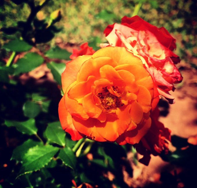 rafaelporcari's tweet photo. 🌺 Fim de #cooper!
Suado, cansado e feliz, alongando e curtindo a beleza da #natureza.
Hoje, com essas delicadas #plantas: #rosas.
🏁 🙆♂️
#corrida #treino #flor #flower #flowers #pétalas #pétala #jardim #jardinagem #flores #garden #flora #run #running #esporte #alongamento https://t.co/X77TzKziAs