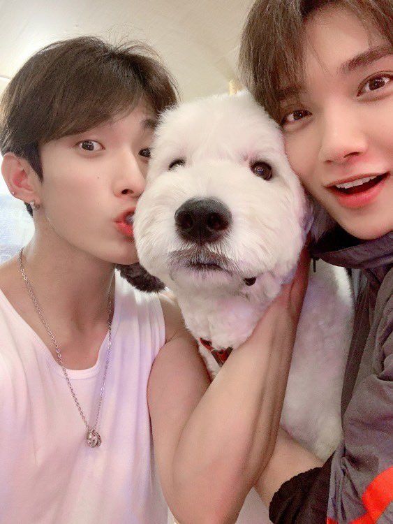 sooiemoroll's tweet photo. seoksoo with doggo >______< 🩷 https://t.co/iRkHNSiyja