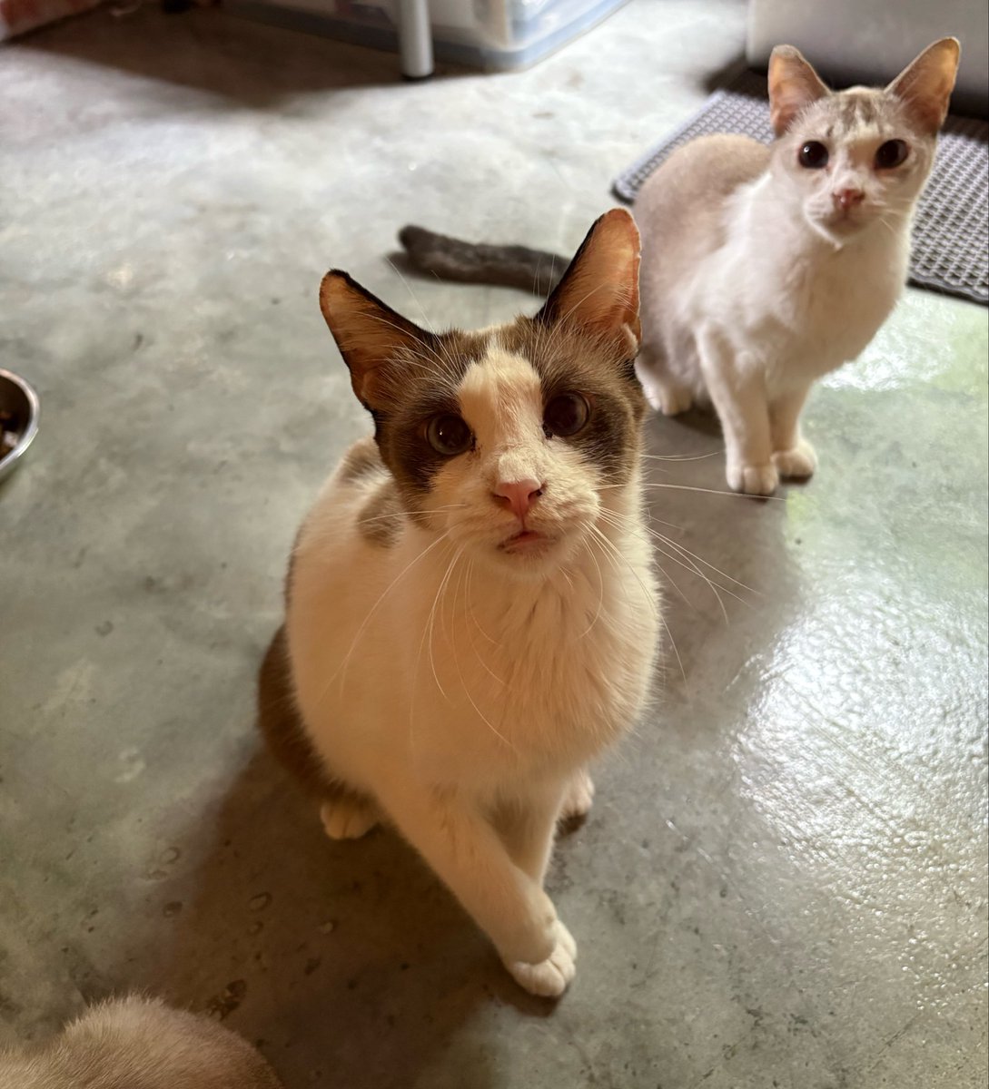 itsybitsymin's tweet photo. FOR ADOPTION 🐱🐱

Kalau ada sesiapa mencari kucing untuk diadopt, i have these comels looking for a calm and forever home 🥰

Location: PJ/KL https://t.co/57Fc7aOAd6