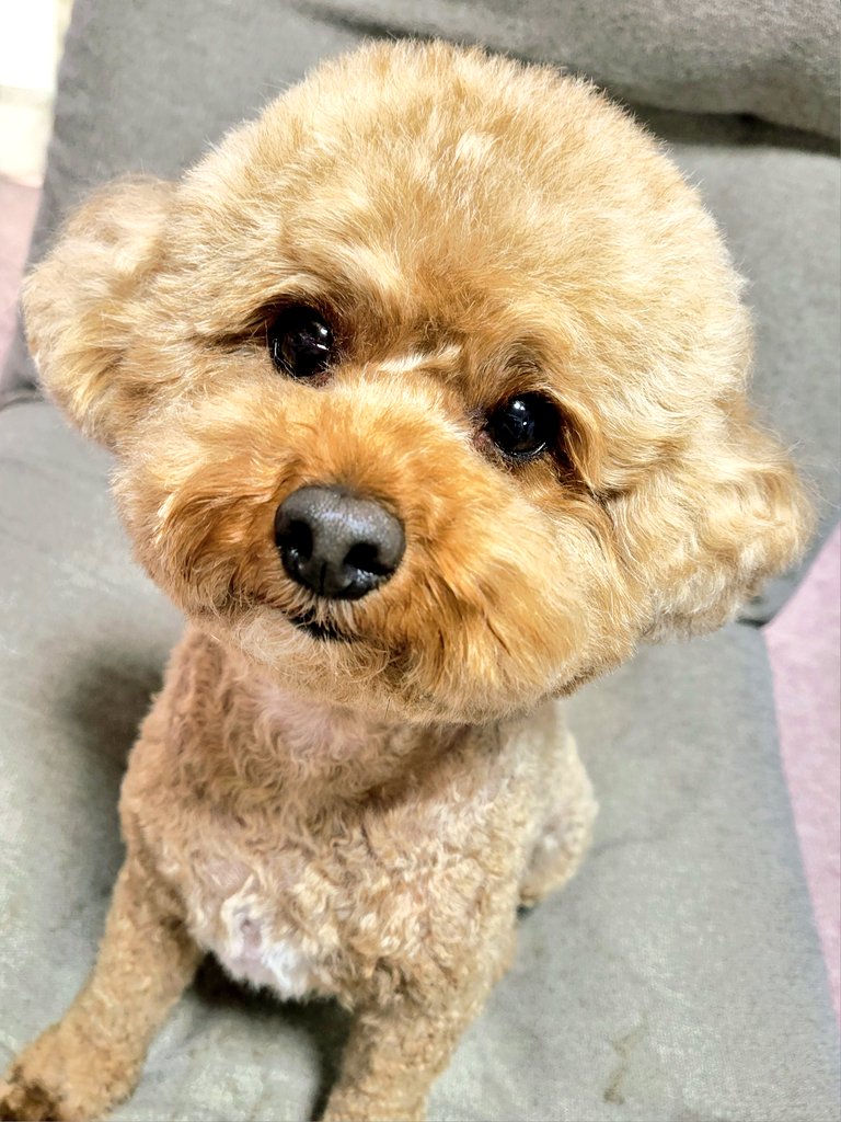 uyu0423's tweet photo. 今日はトリミング頑張ったね🐶✨
安定のテディベアカットで可愛く仕上げてもらいました🧸🩵
体重管理等々引き続き頑張ろうね🥺
#マルプー
#ミックス犬
#犬のいる生活
#うゆくんの成長記録 https://t.co/FjnD16QRYl